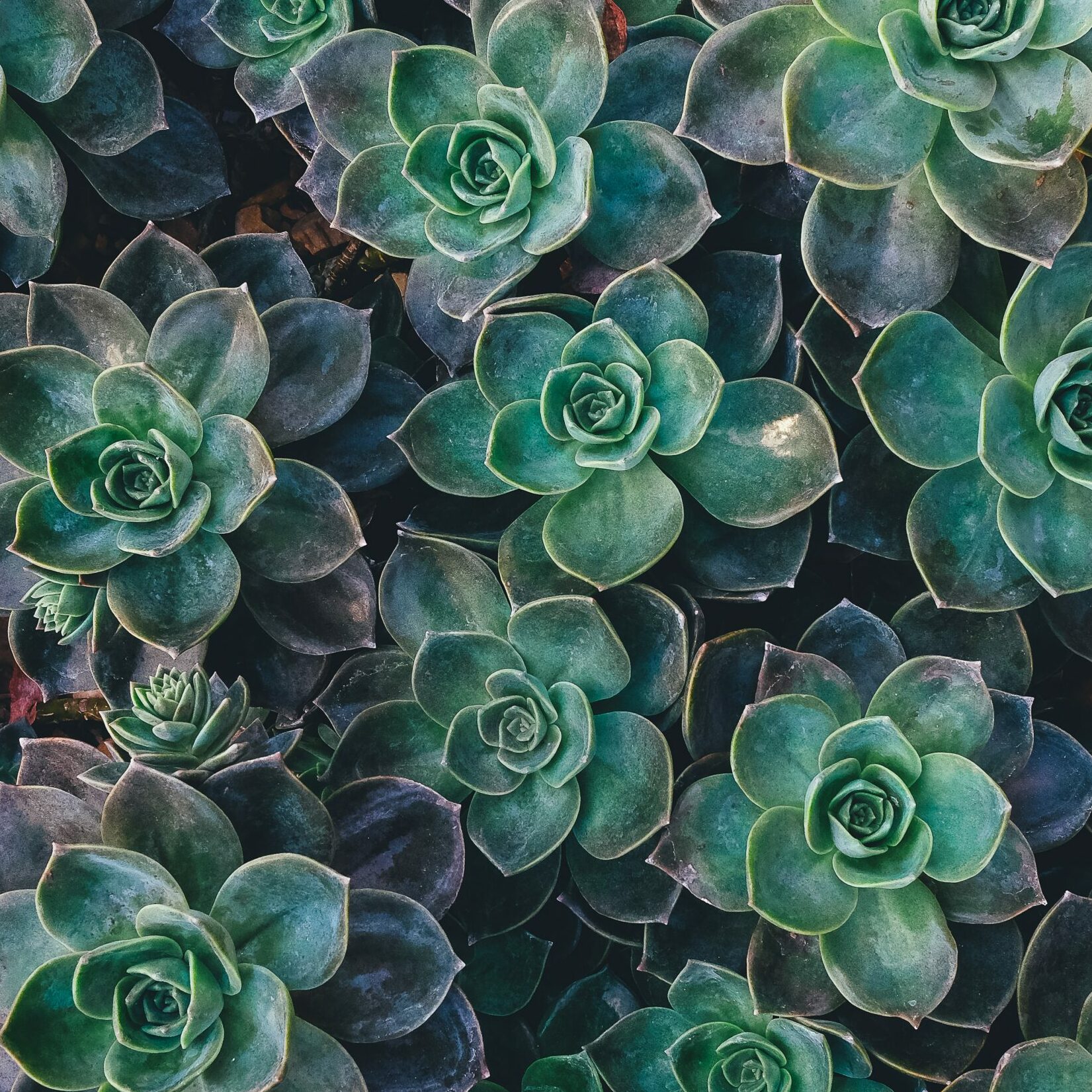 annie-spratt-8mqOw4DBBSg-unsplash